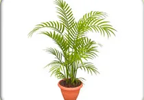 areca