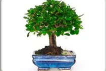 bonsai1