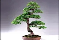 bonsai2