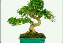 bonsai3