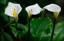 calas