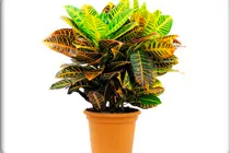 croton