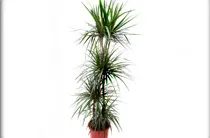 dracaena