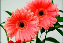 gerbera