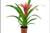 guzmania