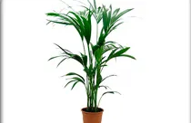 kentia