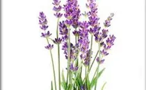lavanda