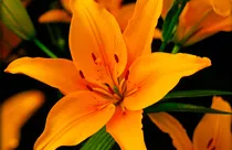 liliun