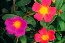 portulaca