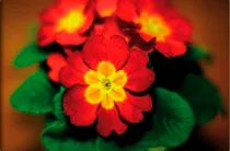 primula