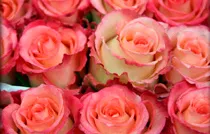 rosa-ecuador