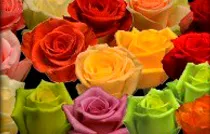 rosas