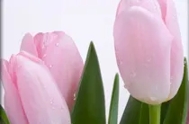 tulipan