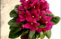 violeta_africana